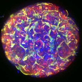 3D Cell Culture Imaging