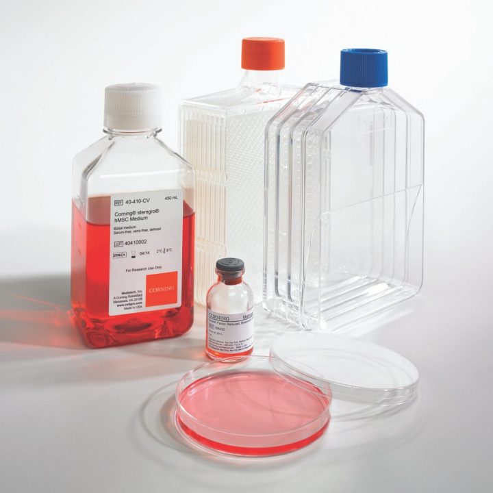 cell culture