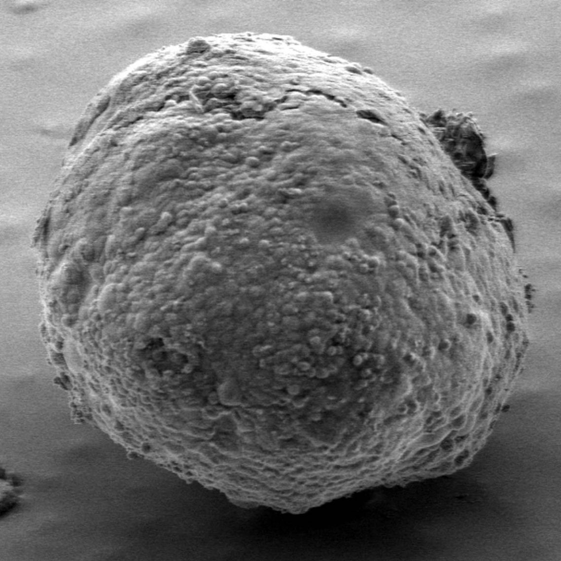 Spheroid Microplates Microplates Corning