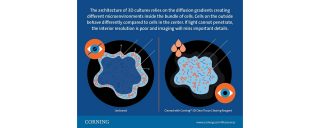 3D Cell Imaging Micrographic