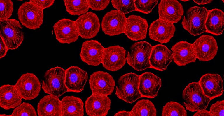 Red and blue stem cells