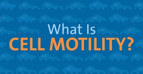 What is Cell Motility?