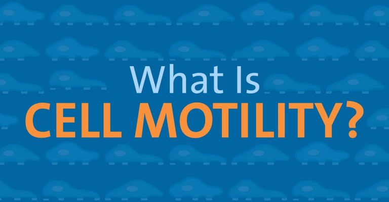 What is Cell Motility Infographic