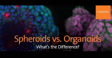 Spheroid vs. Organoids Infographic
