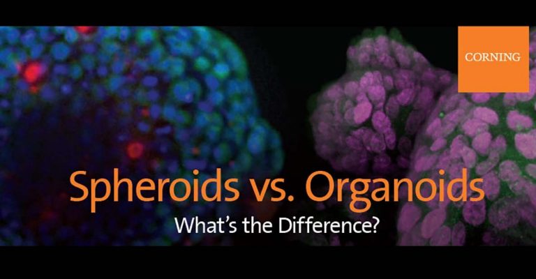 Download Spheroid vs. Organoid Infographic
