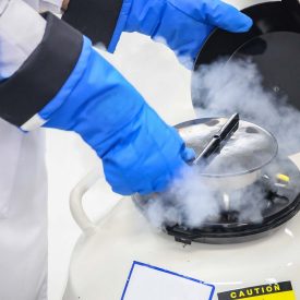 cryopreservation