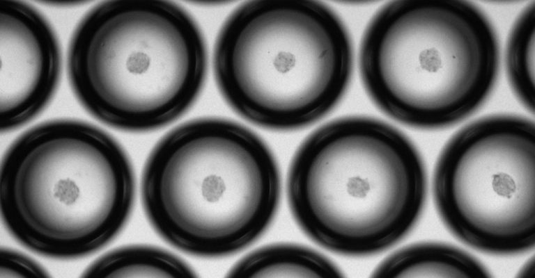 Spheroid Culture Advancements – Microplates