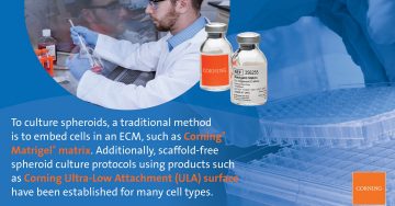 To culture spheroids, a traditional method to embed cells in an ECM, such as Corning Matrigel Matrix.