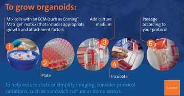 To grow organoids