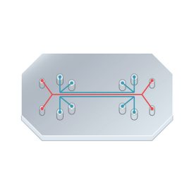 Organoid on a Chip