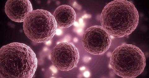 Spheroids and Organoids