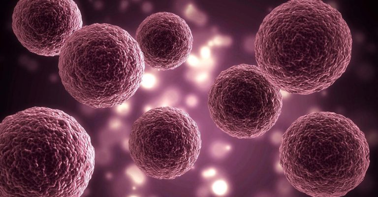 Organoids & Spheroids 