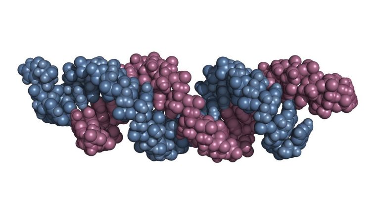 transfection