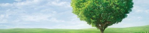 Tree over a landscape of green fields and blue skies