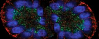 Review Article: Culture and Assay Systems Used for 3D Cell Culture