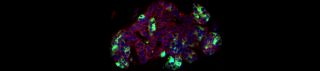 Subscribe to Corning's 3D Cell Culture Updates
