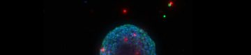 注目される3D細胞培養 | コーニングライフサイエンス