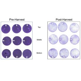 Figure 1: Corning Ascent FBR demo results from ViaCyte runs; automatic harvest crystal violet staining