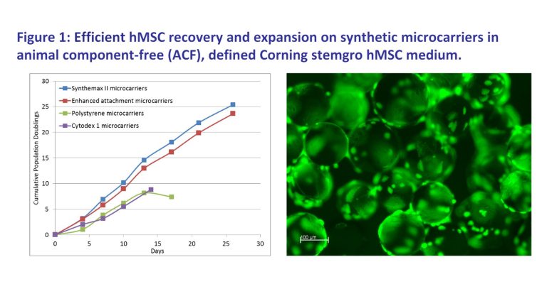 Efficient Expansion of Human Mesenchymal Stem Cells on Synthetic Microcarriers in Serum-free, Defined Medium Using Bead-to-Bead Transfer