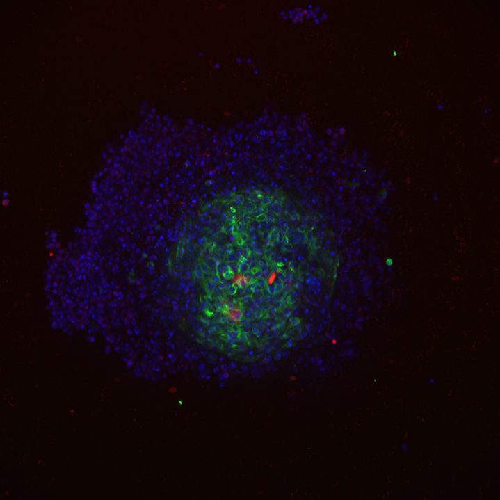 Drug Discovery Applications Cell Culture Drug Discovery Products