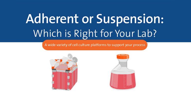 Adherent vs. Suspension: Which is Right for Your Lab?