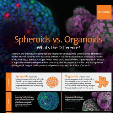 Spheroid vs. Organoid Infogrpahic Thumbnail