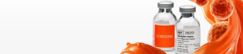 Corning® Matrigel® Matrix Available Now