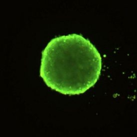 Spheroid Green