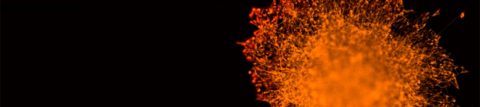Infographic: Spheroids vs. Organoids: What's the Difference?