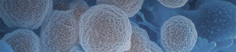 Producing MSC-derived Cell Therapies from Isolation to Large-scale Expansion