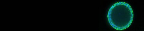 Corning Matrigel Matrix and Organoids