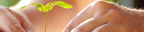 Close-up hands planting a seedling