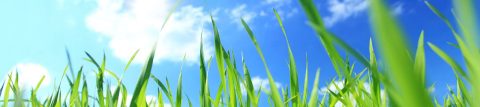 Close-up grass, blue sky, sun shining