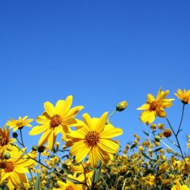 Ground view of field of yellow daisies against blue sky