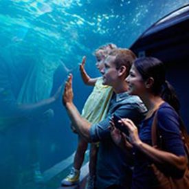 Parents, daughter watch fish though glass at indoor aquarium