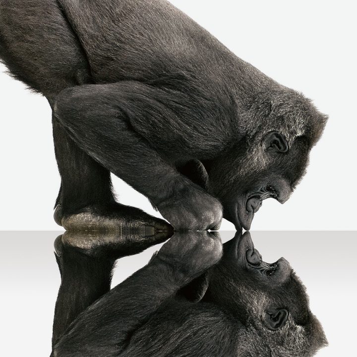 What is Corning Gorilla Glass and How is It Made? Corning Gorilla Glass What is Corning Gorilla Glass and How is It Made? Corning Gorilla Glass