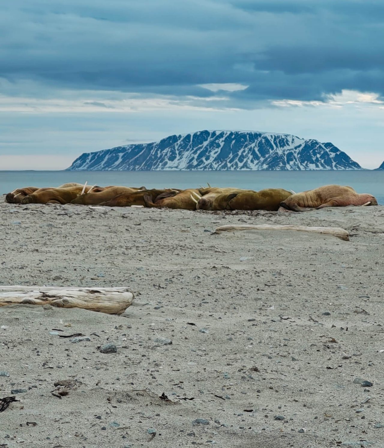 Tan colored walruses lying on a sandy beach near the water's edge. In the background, a mountainous landscape in a blue-grey hue.